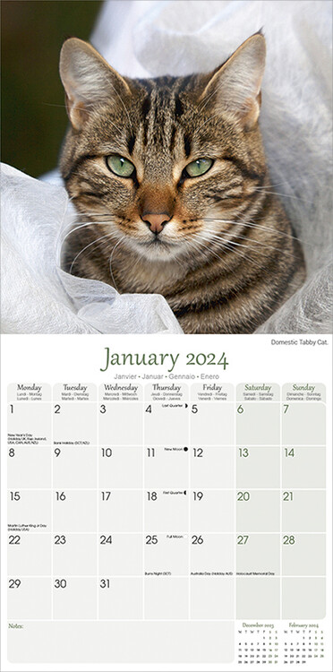 Calendar 2024 Cats, calendario gatti 2024