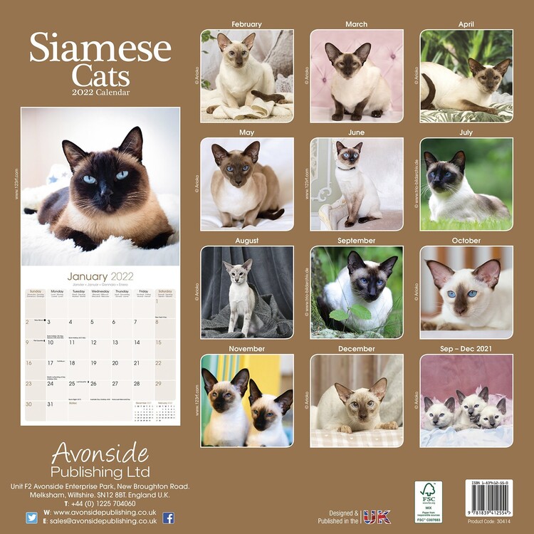 2021 Siamese Kitten Wall Calendar by Bright Day 12 x 12 Inch Cute Kitty Cat 