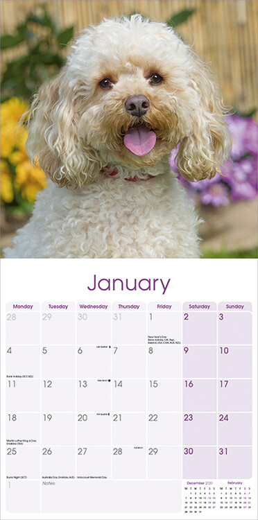 Cavapoo - Wall Calendars 2021 | Large Selection