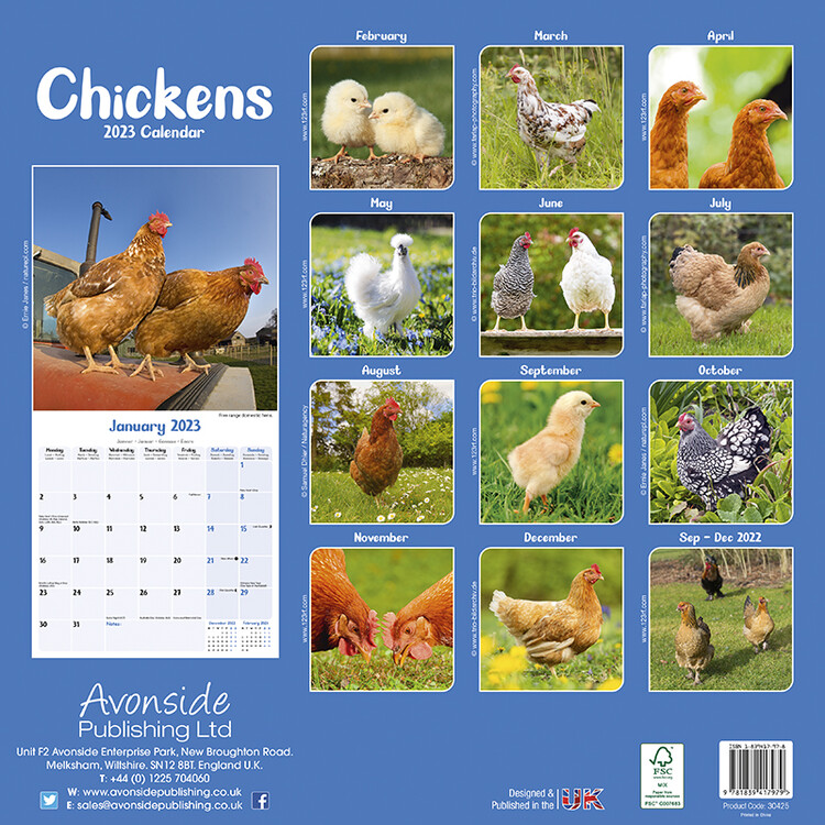 Chickens Wall Calendars 2023 Buy At Europosters