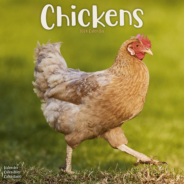 Chickens Wall Calendars 2024 Buy At Europosters   Chickens I179153 