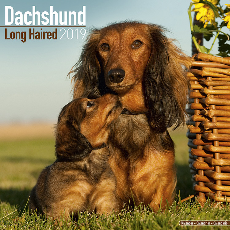 Dachshund Wall Calendars 2024 Buy at Europosters