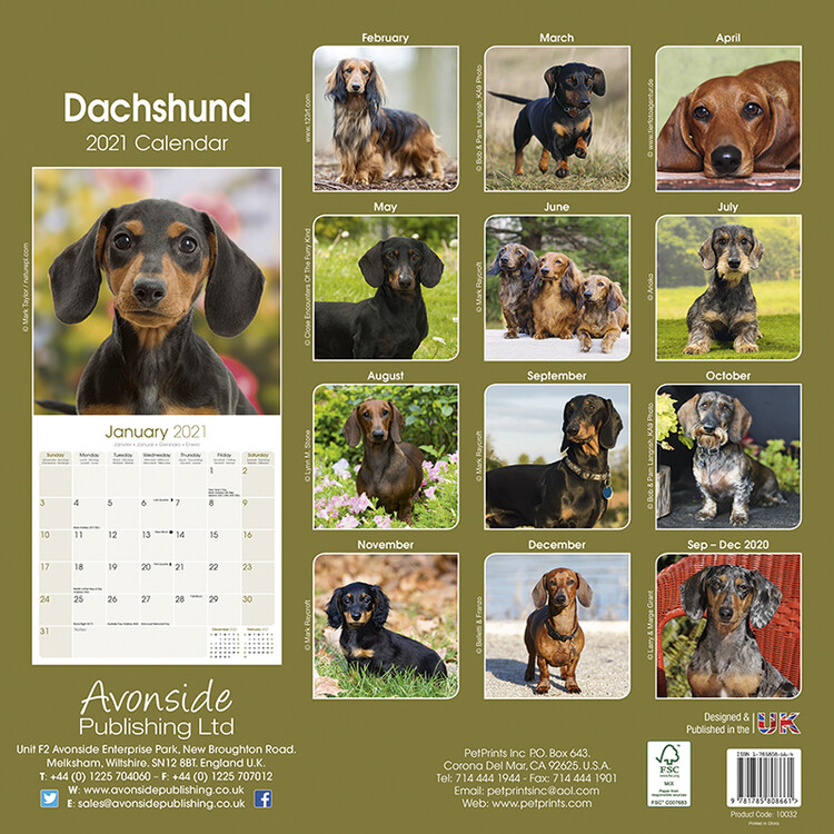 2021 Wall Calendar Just Mini Dachshunds Free Shipping dog breed calendar 