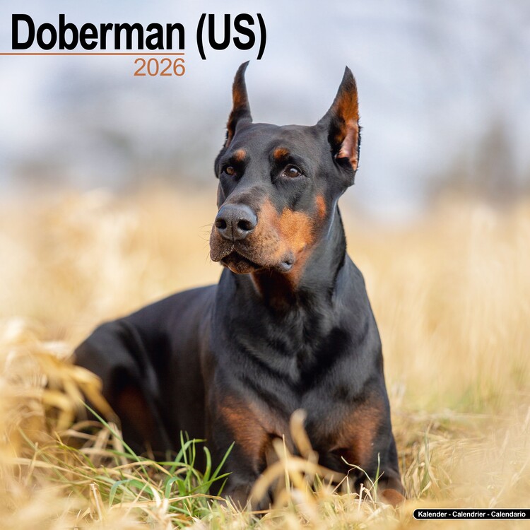 Calendar 2026 Doberman - US
