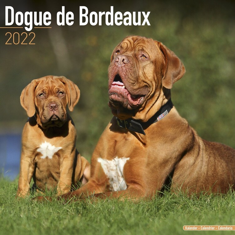 Calendar 2022 Dogue de Bordeaux