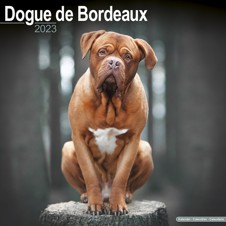 Calendar 2023 Dogue de Bordeaux