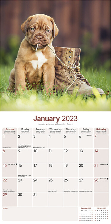 Calendar 2023 Dogue de Bordeaux