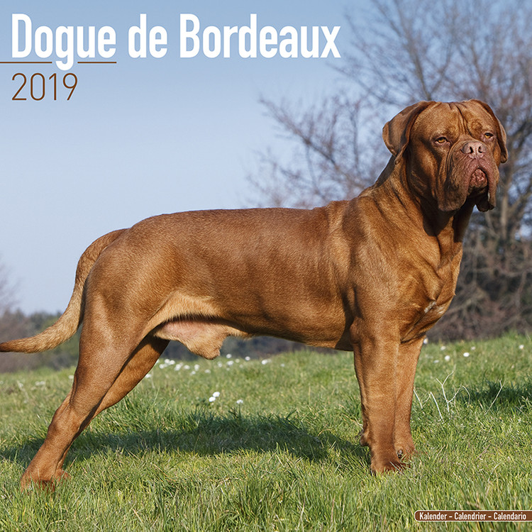 Calendar 2019 Dogue de Bordeaux