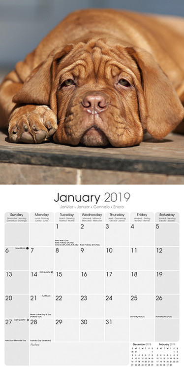 Calendar 2019 Dogue de Bordeaux