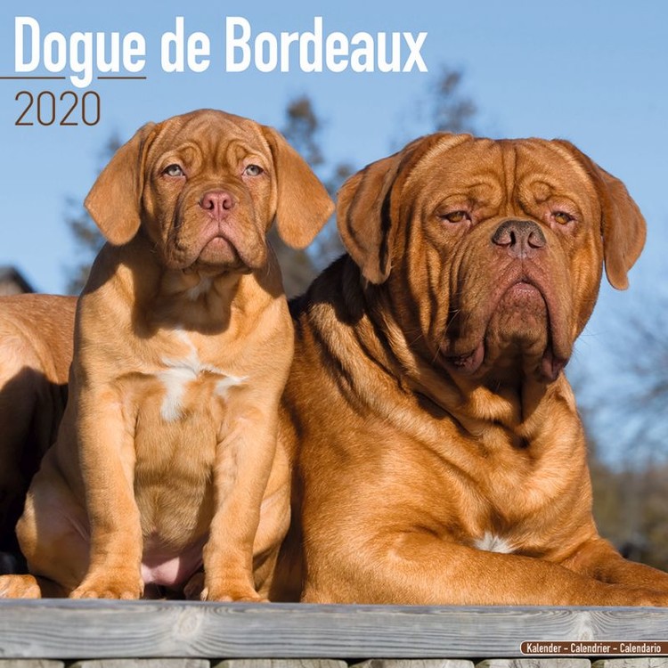 Calendar 2020 Dogue de Bordeaux