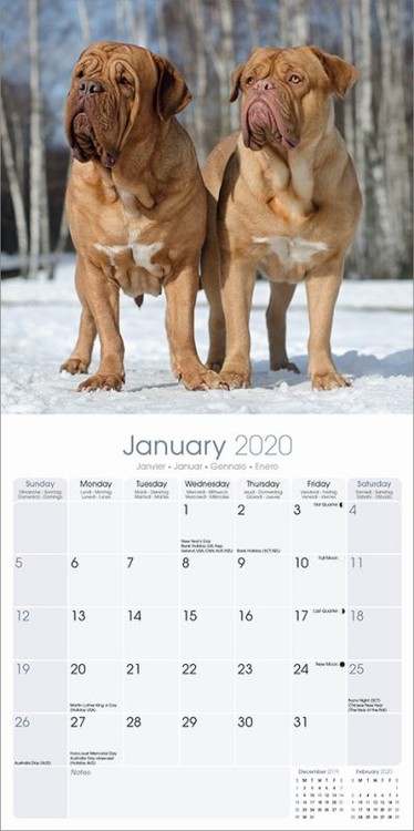 Calendar 2020 Dogue de Bordeaux