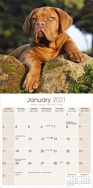 Calendar 2021 Dogue de Bordeaux