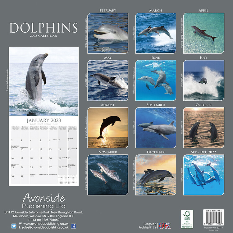 Dolphins  Desenredando el Calendario 2023 - Somos Dolphins