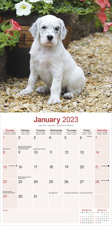 Calendar 2025 English Setter