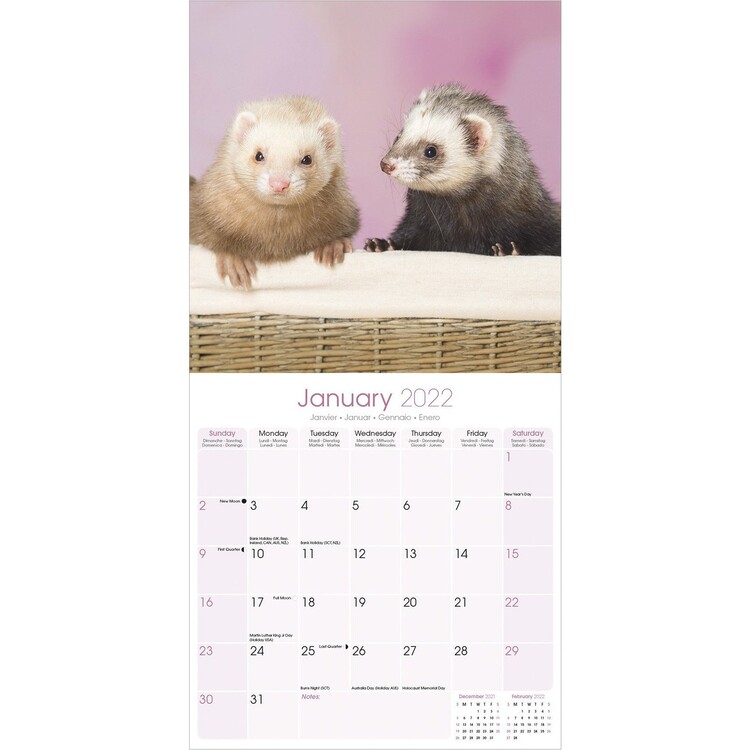 ravens stuff ferret calendar