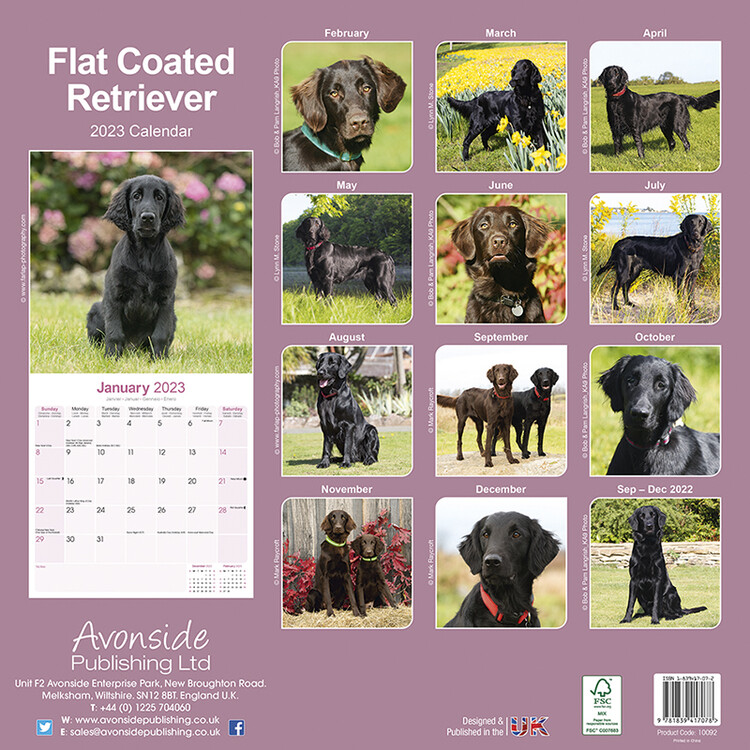 Flat-Coated Retriever Dogs Breed - Information, Temperament, Size & Price | Lancaster Puppies