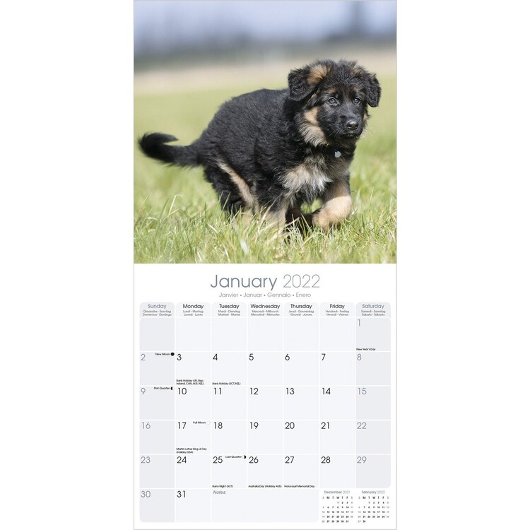 german shepherd wall calendars 2022 large selection