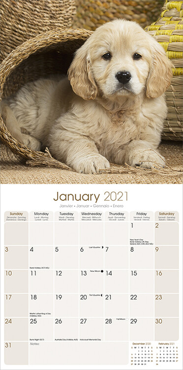 2021 Wall Calendar Free Shipping Just Goldens dog breed calendar 