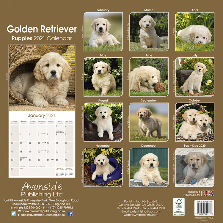 Just Goldens 2021 Wall Calendar dog breed calendar Free Shipping 