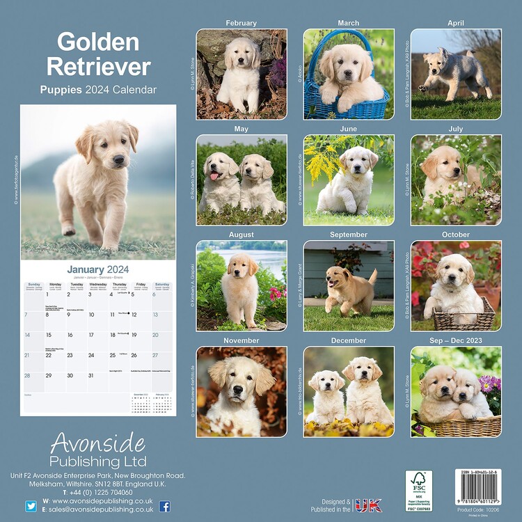 https://cdn.europosters.eu/image/750/calendars/golden-retriever-puppies-i178213.jpg