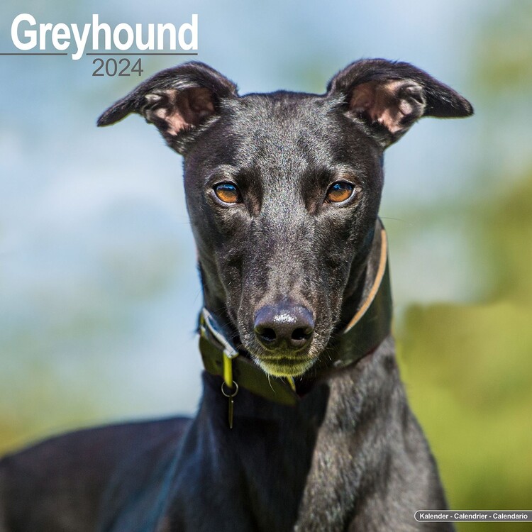 Greyhound Wall Calendars 2024 Buy At Abposters Com   Greyhound I178151 