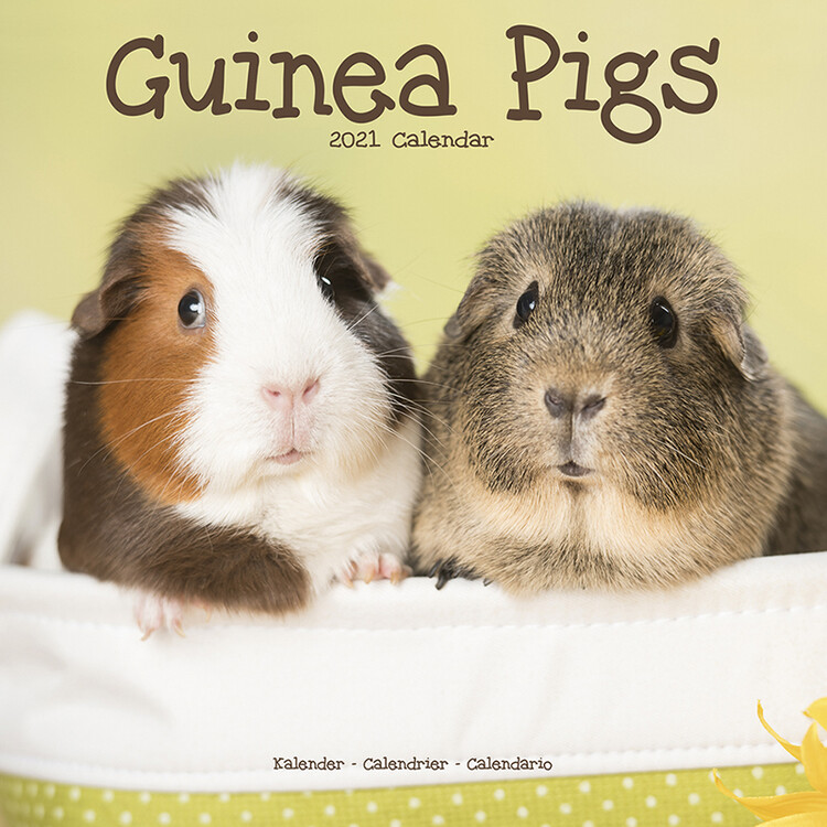 Guinea Pigs - Wall Calendars 2021 | Buy at Europosters