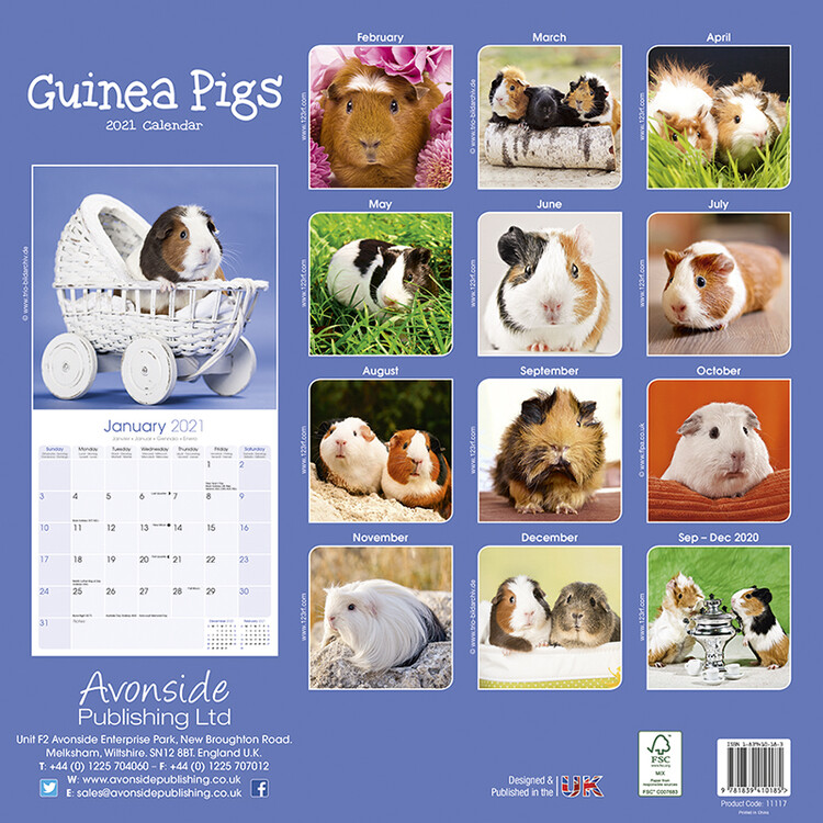 Guinea Pigs Calendar 2022 by Avonside 