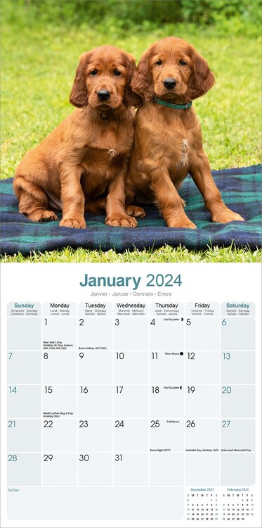 Calendar 2024 Irish Setter