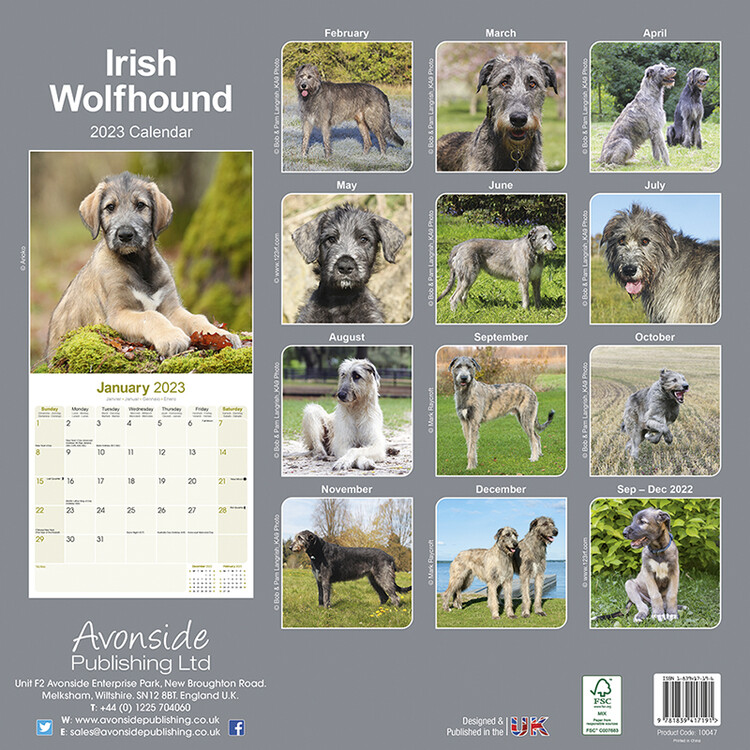 Irish Wolfhound - Wall Calendars 2023 | Buy at Abposters.com