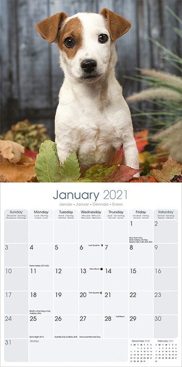 Jack Russell Studio Calendar 2021 Premium Dog Breed Calendars 