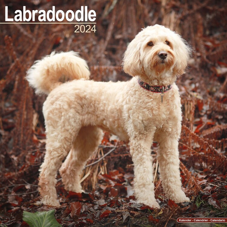 Labradoodle Wall Calendars 2024 Buy at Europosters