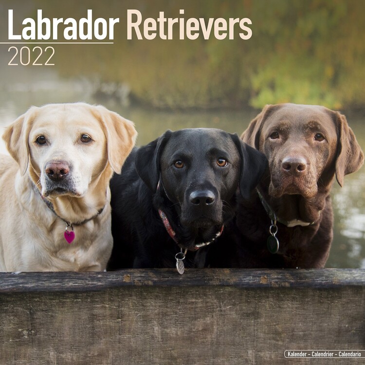Calendar 2022 Labrador Ret - Mixed