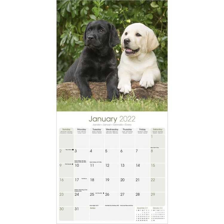 Calendar 2022 Labrador Ret - Mixed