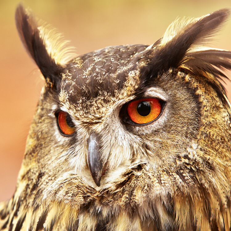 Calendar 2024 Magic Owls