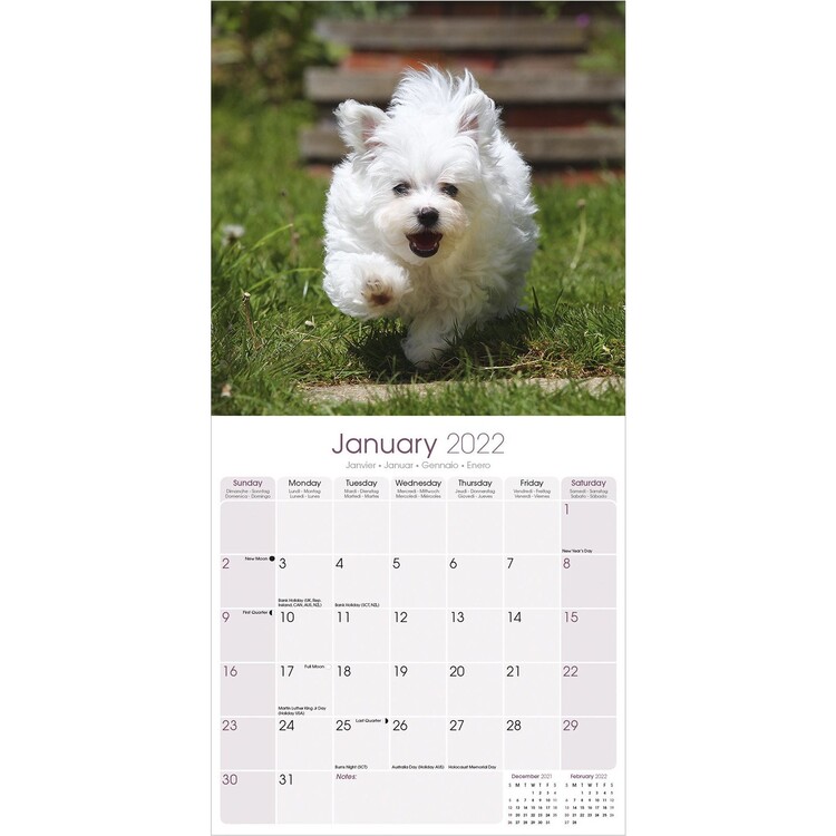 Maltese Wall Calendars 2022 Buy at Europosters