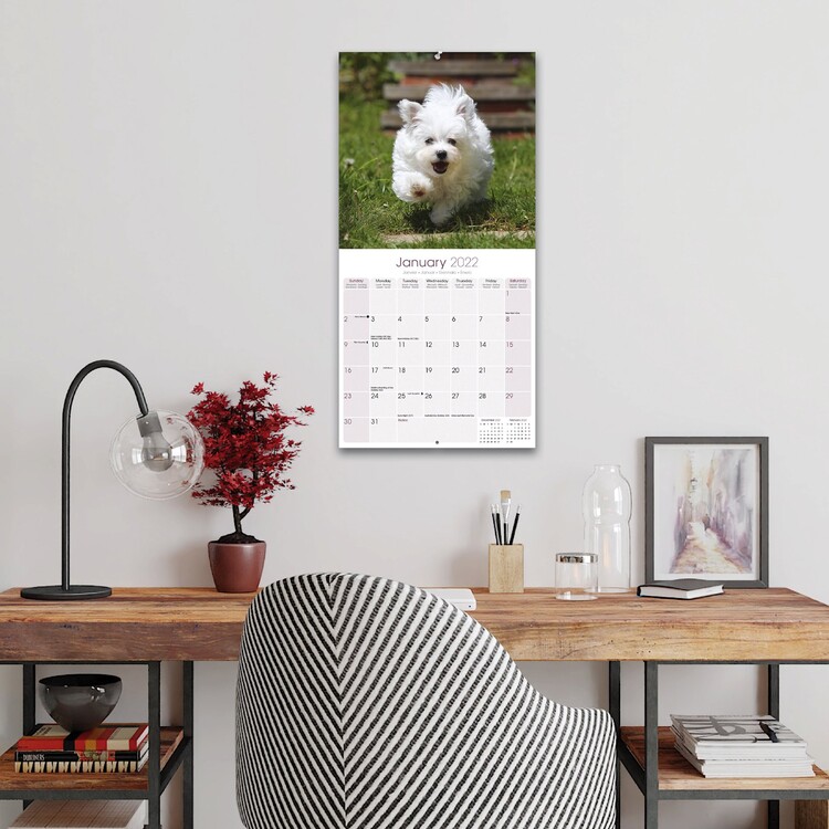 Maltese Wall Calendars 2022 Buy at Europosters