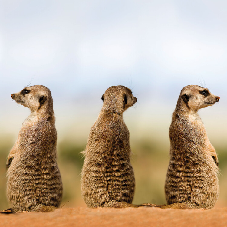 meerkat phone deals