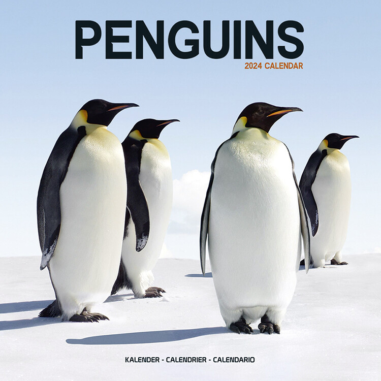 Penguins Wall Calendars 2024 Buy at