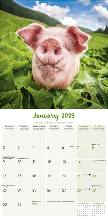 Pigs Wall Calendars 2024 Buy At Europosters   Pigs I135823 