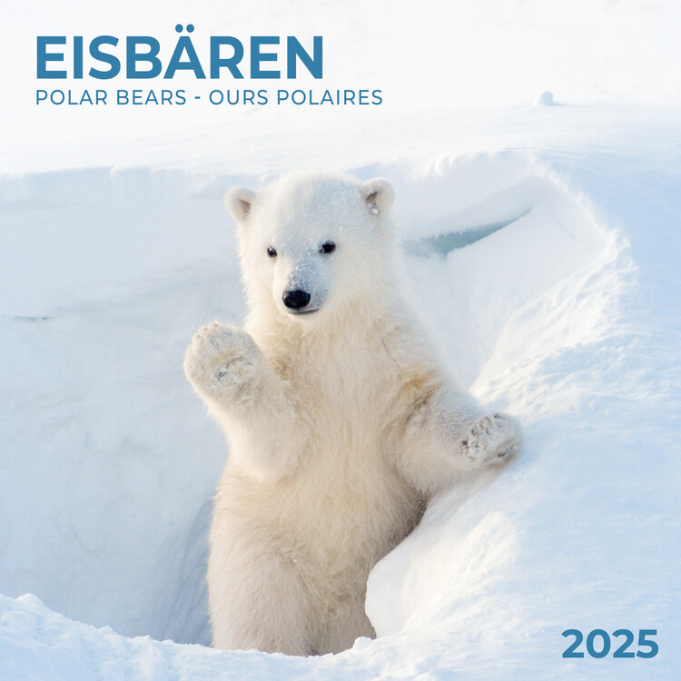 Polar Bears Wall Calendars 2025 Buy at