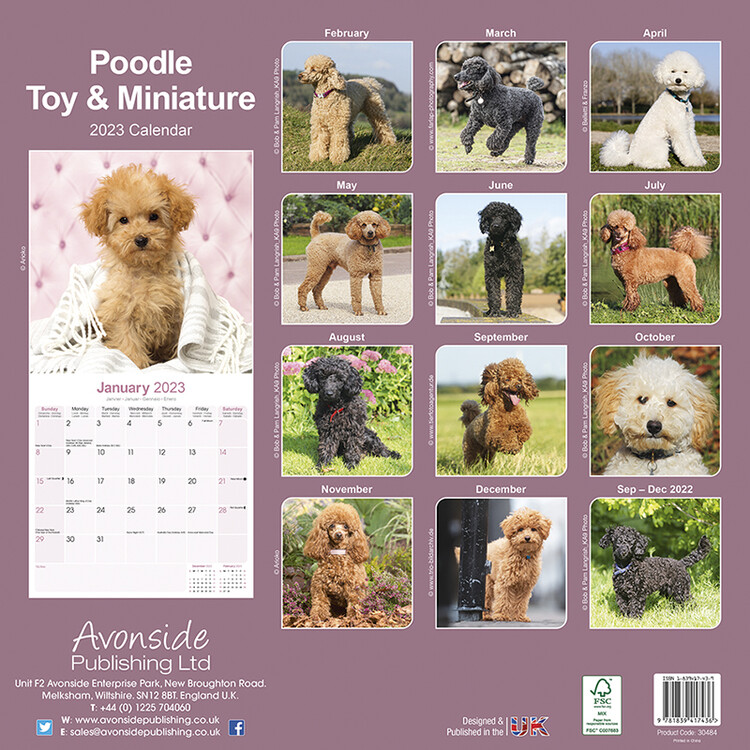 Poodle (Toy  Miniature) - Wall Calendars 2023 | Buy at Europosters