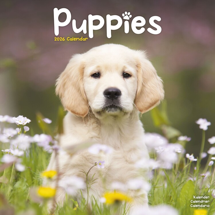 Calendar 2026 Puppies
