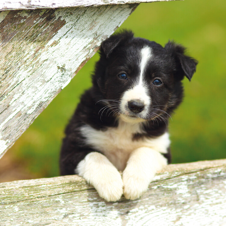 Border Collie in a show ring during 2025 competition