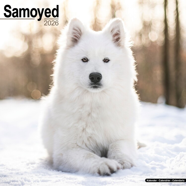 Calendar 2026 Samoyed