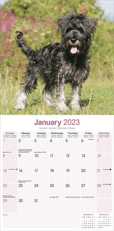 Calendar 2023 Schnauzer