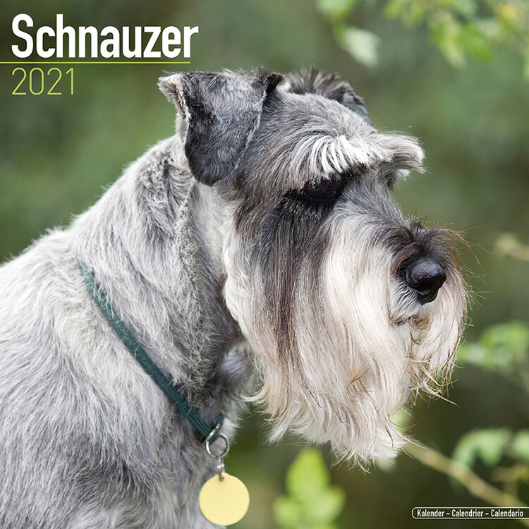 Schnauzer Wall Calendars 2021 Buy at Europosters