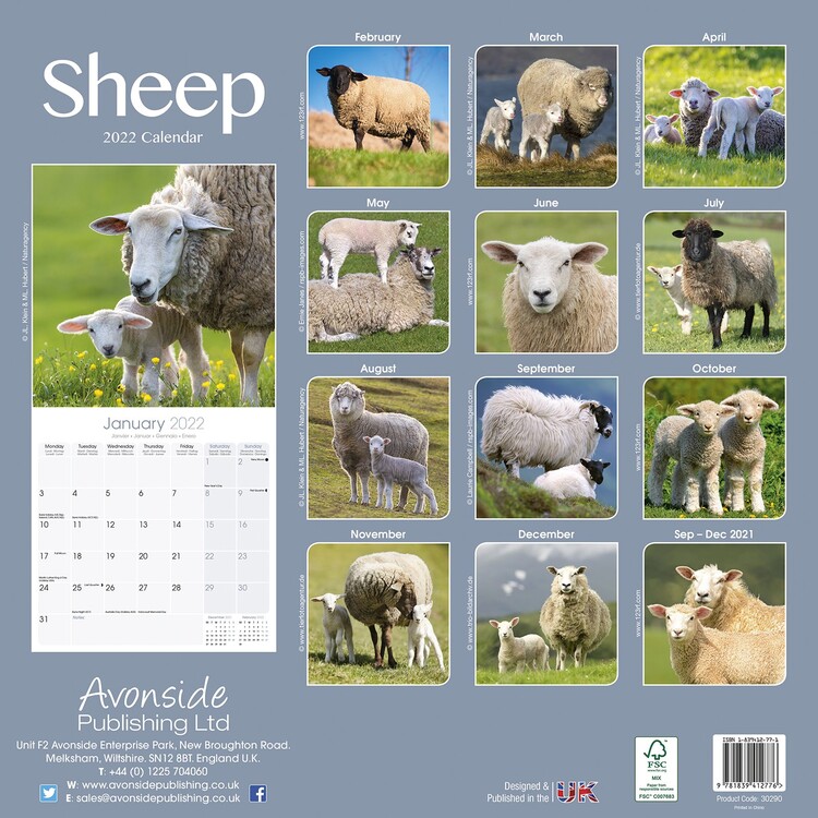 Sheep - Wall Calendars 2022 | Large Selection