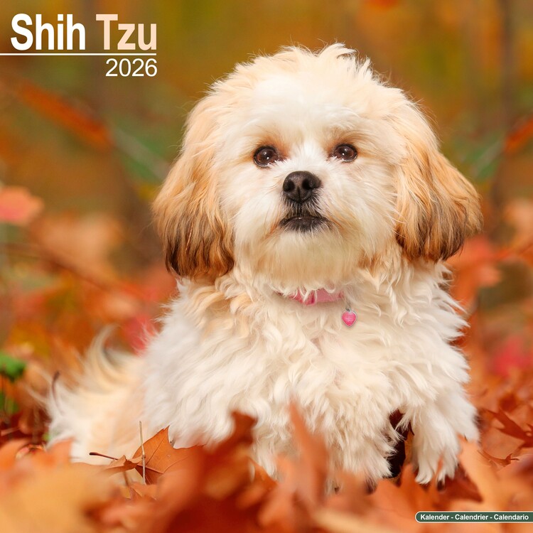 Calendar 2026 Shih Tzu