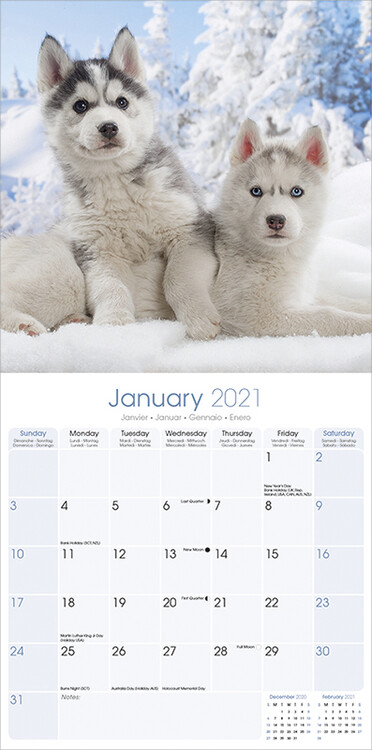 Siberian Husky - Wall Calendars 2021 | Buy at Europosters
