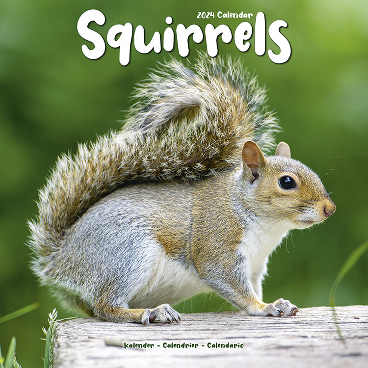 Squirrels Wall Calendars 2024 Buy at